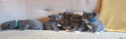 Ragdoll cats for sale: Ragdoll X kittens - extremely cute and fluffy  - Advert 1