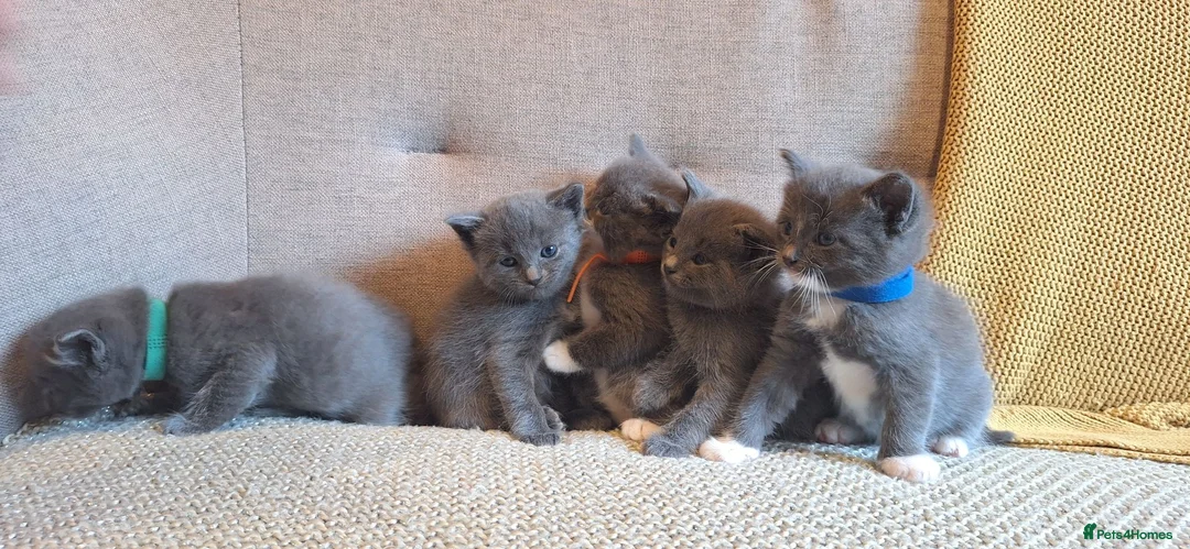 Ragdoll cats for sale: Ragdoll X kittens - extremely cute and fluffy  - Advert 1