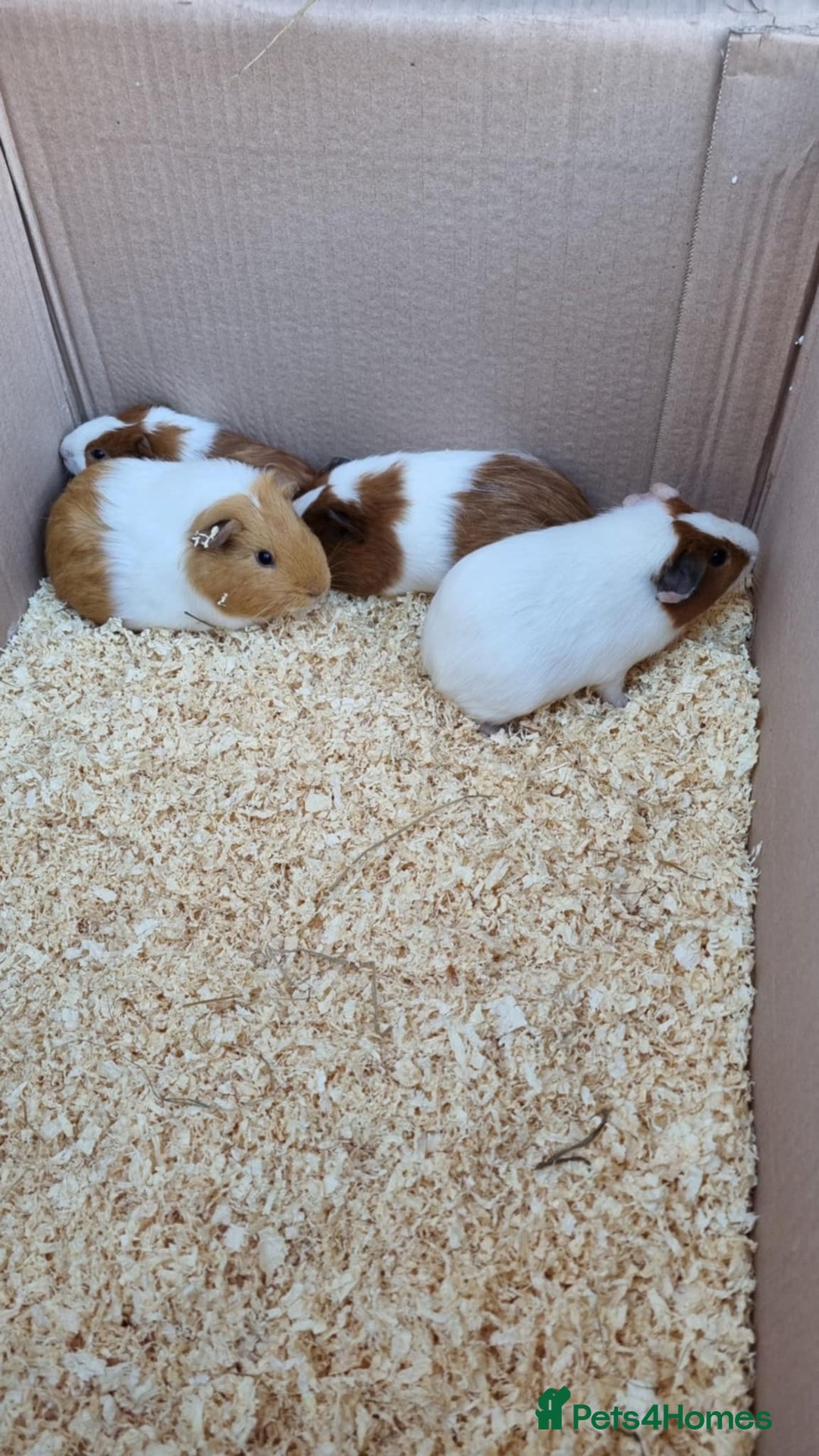 Guinea Pig rodents for sale: 8 week old female guineapigs - Image 5
