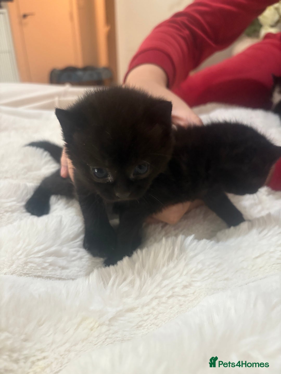 Mixed Breed cats for sale: 7 beautiful kittens very playful  - Advert 4