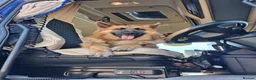 German Shepherd dogs for sale: Beau....German Shepherd  - Advert 1