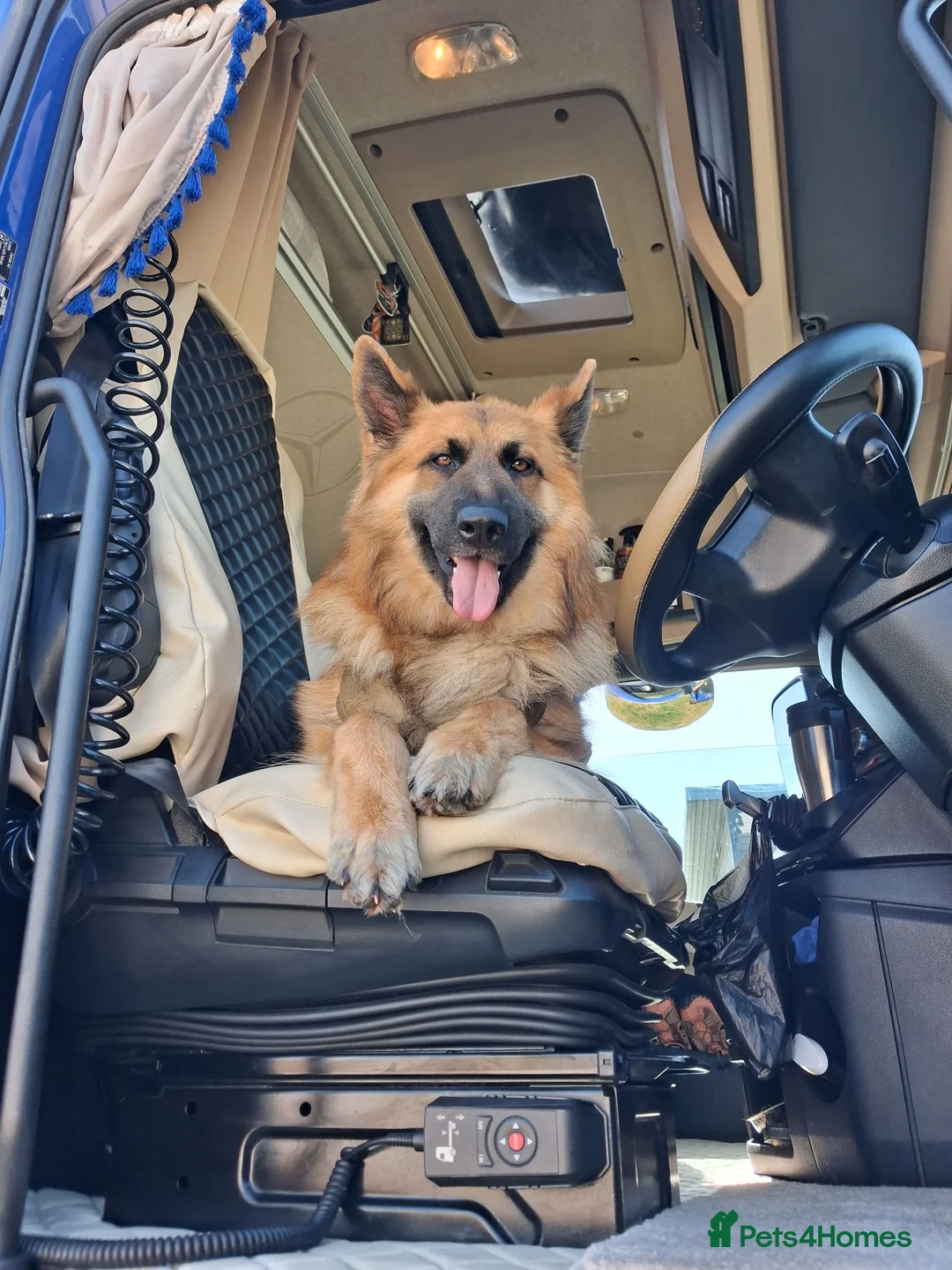 German Shepherd dogs for sale: Beau....German Shepherd  - Advert 1