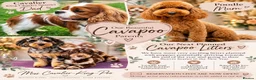 Cavapoo dogs for sale: Planned Cavapoo litters  - Advert 1