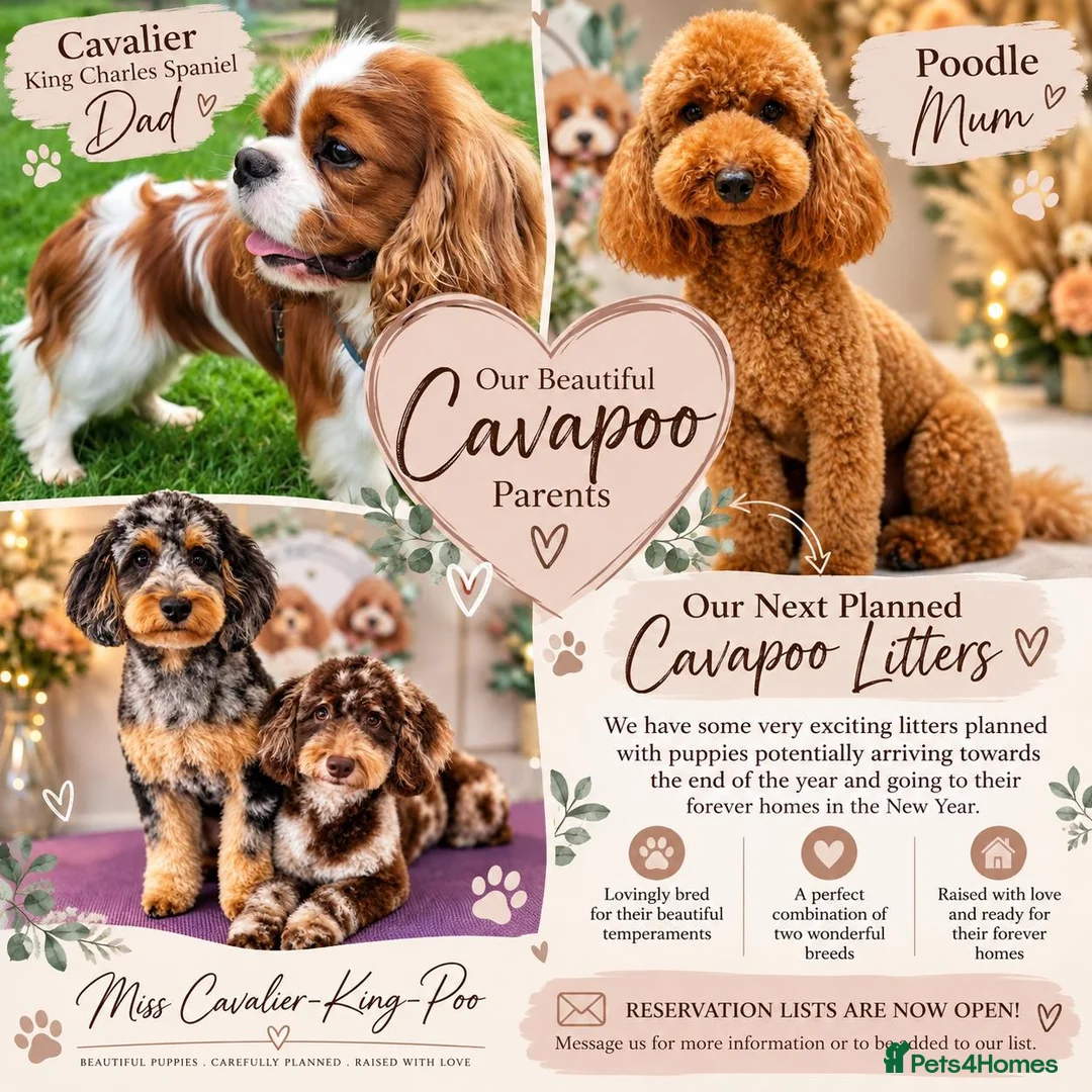 Cavapoo dogs for sale: Planned Cavapoo litters  - Advert 1