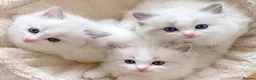 Ragdoll cats for sale: READY NOW ***** INDOOR PEDIGREE RAGDOLL KITTENS - Advert 20