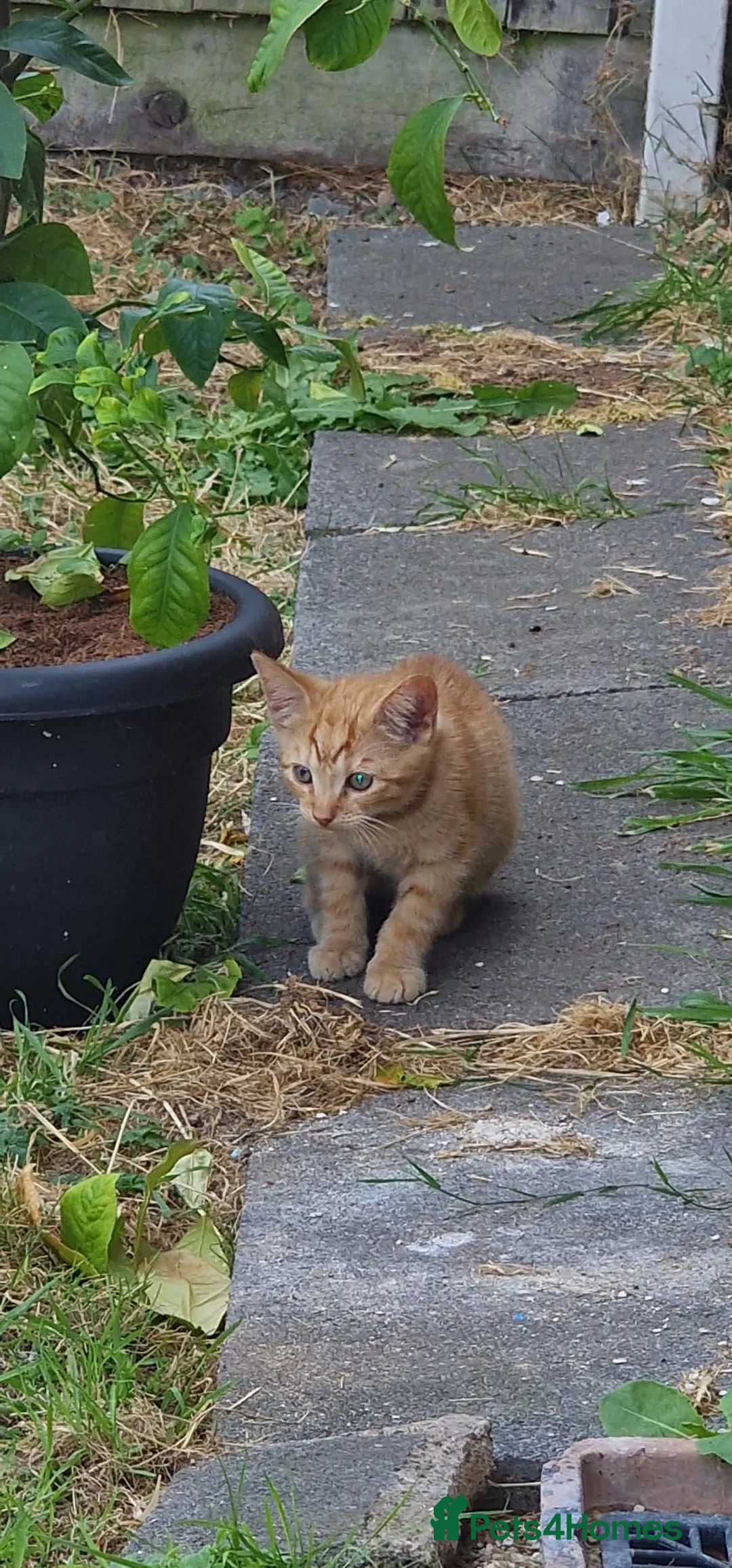 Mixed Breed cats for sale: Kittens looking forever homes in Leicester - Advert 2
