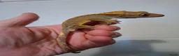 Gecko reptiles for sale: 3 crested geckos for sale  - Advert 15