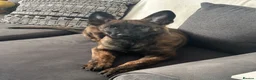 Mixed Breed dogs for sale: Dutch herder x German shepherd  - Advert 8