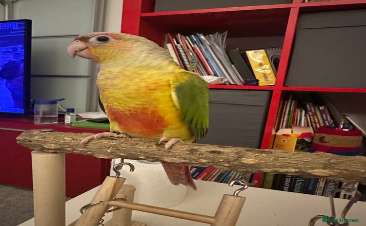 Conures birds - Advert 7