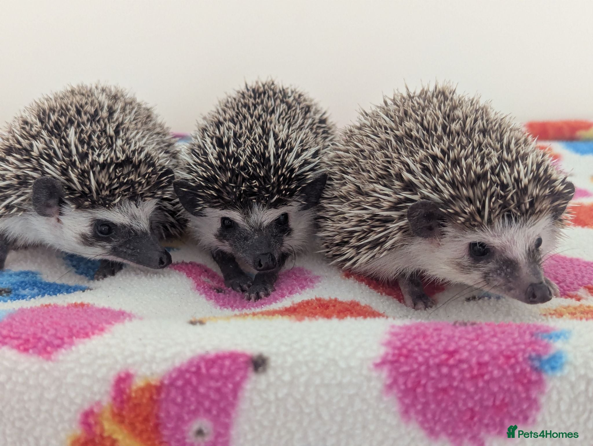 Pygmy Hedgehog rodents Lots of  REDUCED Hoglets/ READY NOW!!!! - Advert 2