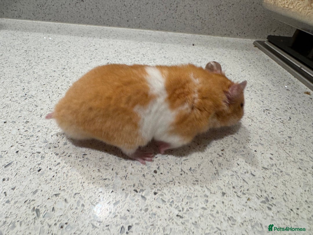 Hamster rodents for sale: Stunning home-bred Syrian hamster pups  - Image 4