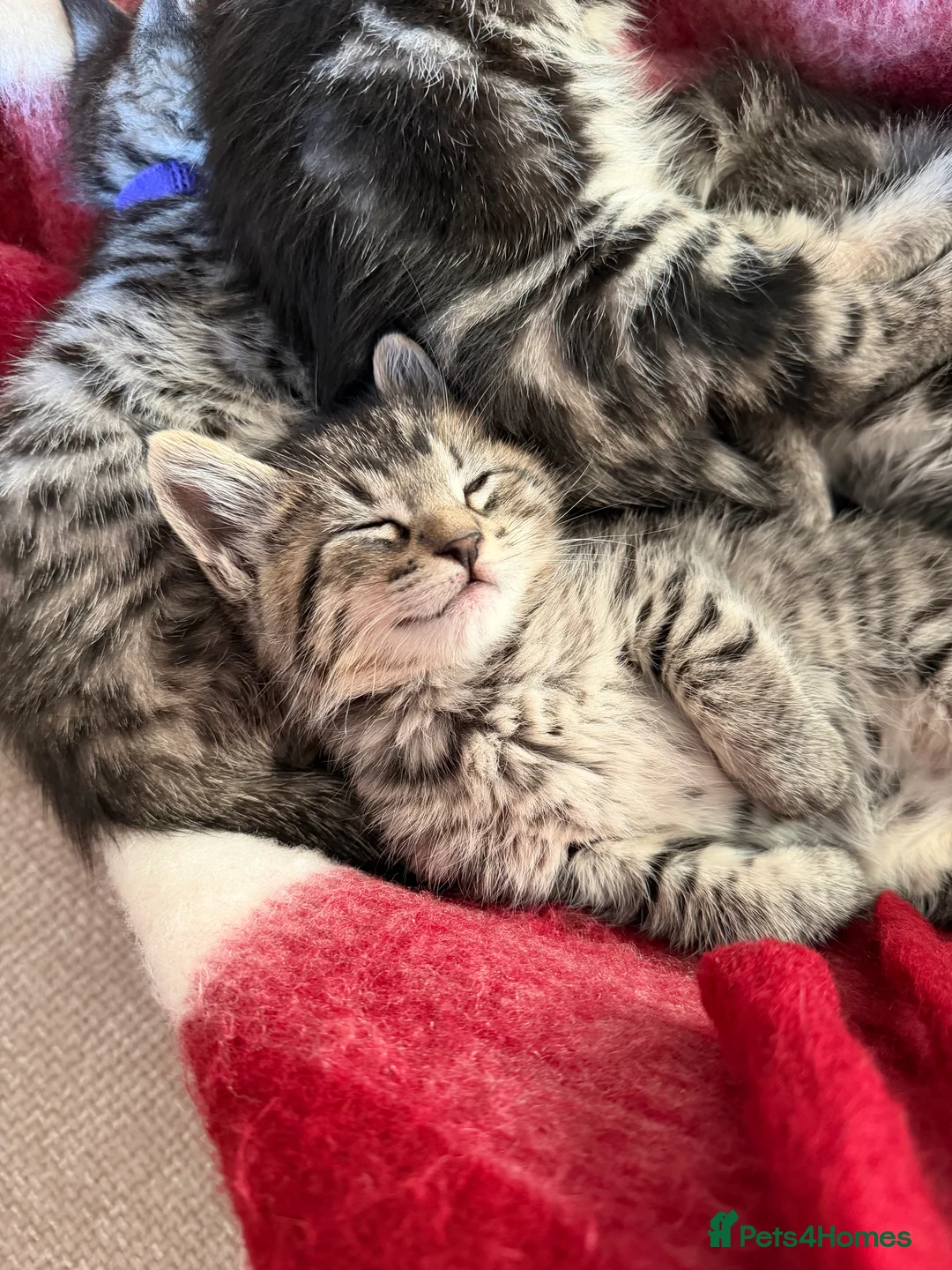 Maine Coon cats for sale: Maine coon / Bengal cross  - Advert 1