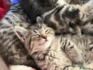 Maine Coon cats Maine coon / Bengal cross - Advert 2