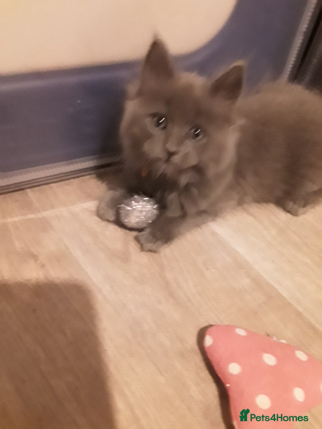 Maine Coon cats for sale: Mainecoon  x ragdolls - Advert 34