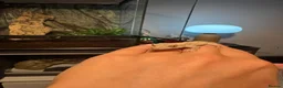 Gecko reptiles for sale: Crested gecko with setup  in Reading - Advert 1