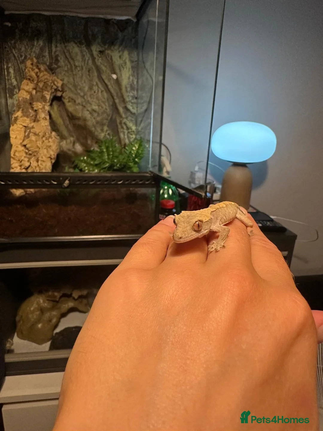 Gecko reptiles for sale: Crested gecko with setup  in Reading - Advert 1