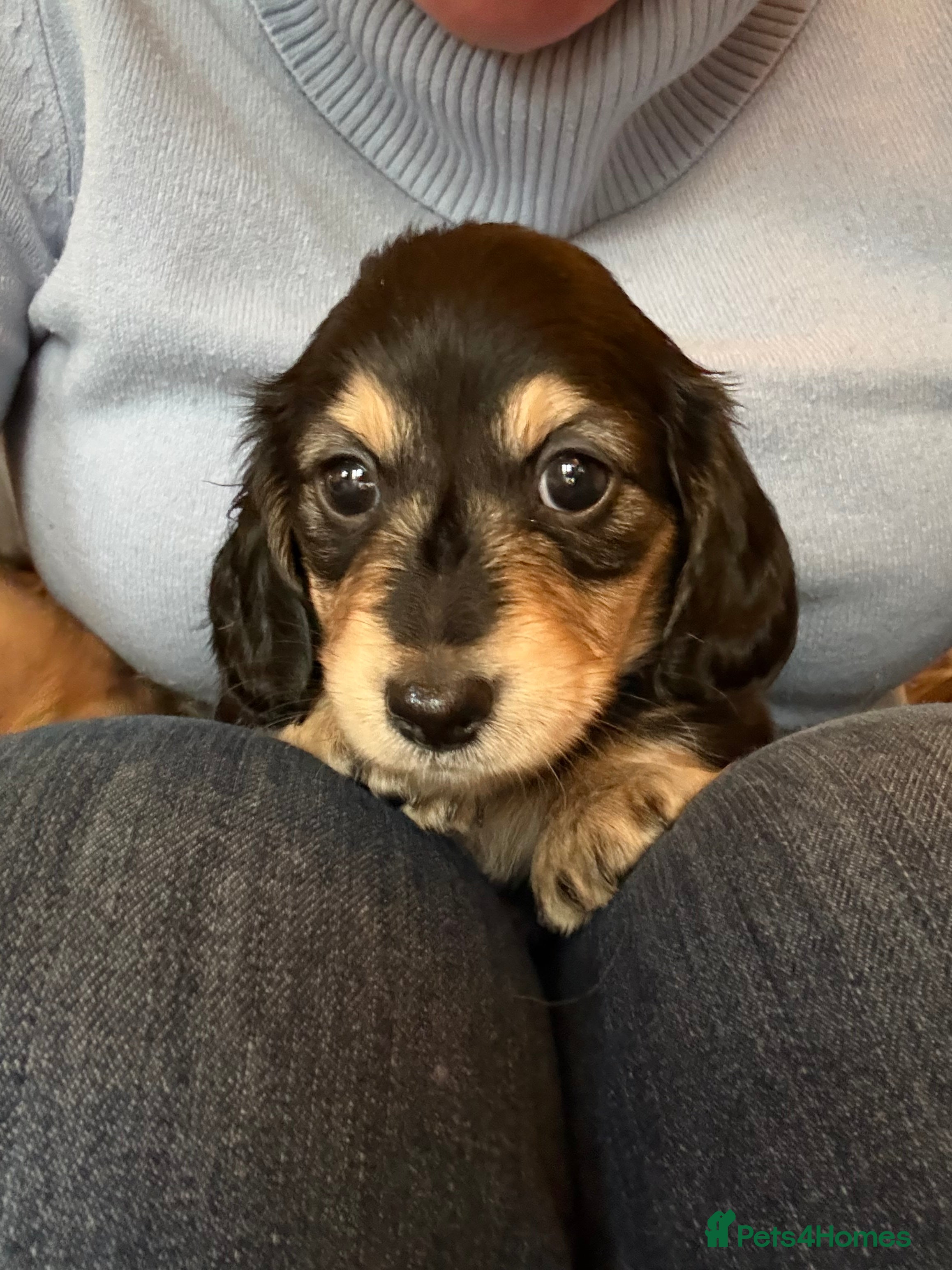 Miniature Dachshund dogs Stunning litter of Mini Long Haired Dachshunds - Advert 10