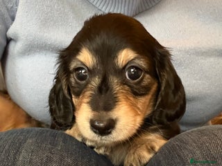 Miniature Dachshund dogs Stunning litter of Mini Long Haired Dachshunds - Advert 8