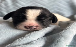 English Springer Spaniel dogs for sale: English springer spaniel.Ready to leave 21/11/25 - Image 32