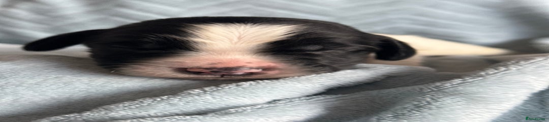 English Springer Spaniel Puppy 2