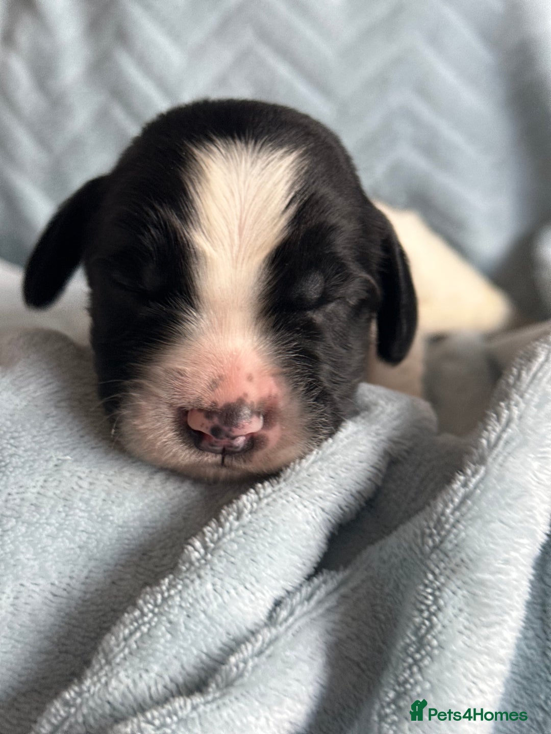 English Springer Spaniel dogs for sale: English springer spaniel.Ready to leave 21/11/25 - Image 32