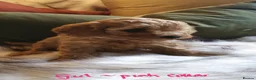 Toy Poodle dogs for sale: Tiny Toy Poodle puppies both parents health tested - Advert 18