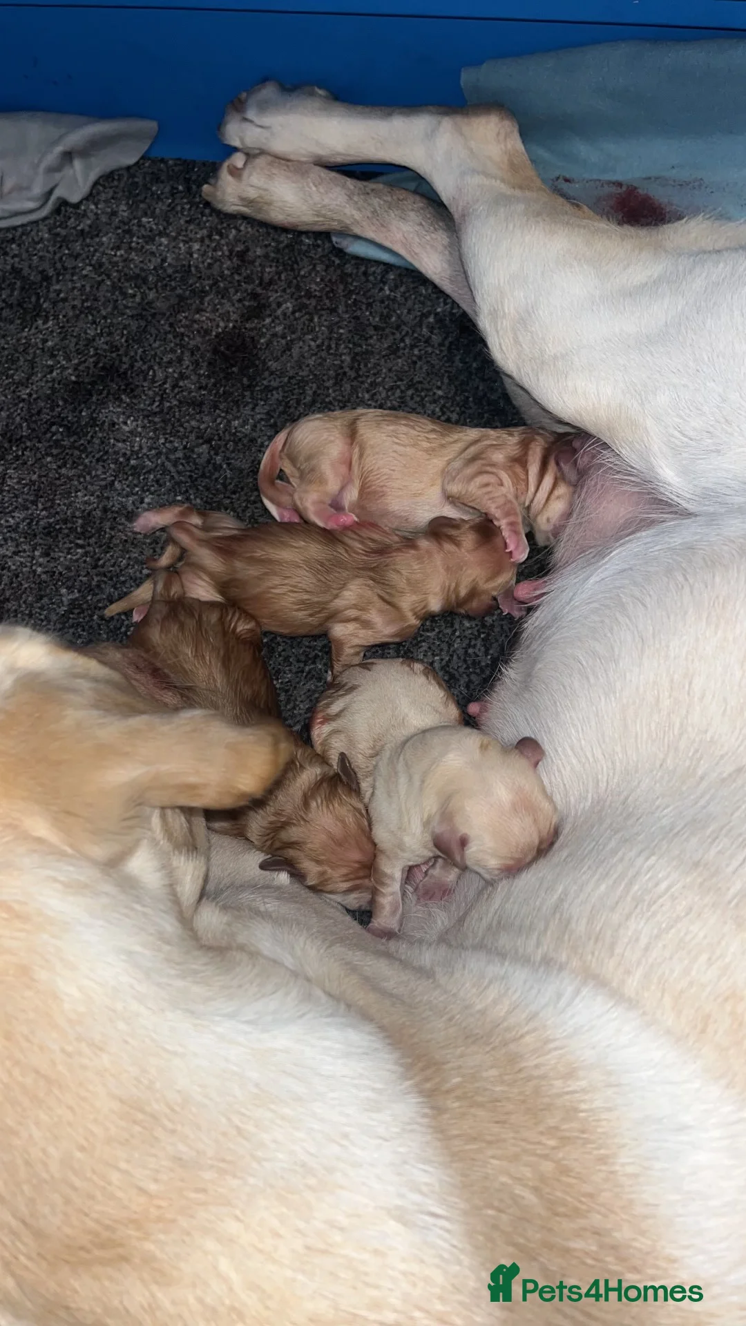 Labrador Retriever dogs for stud: Loving boy for Stud  in Doncaster - Advert 5