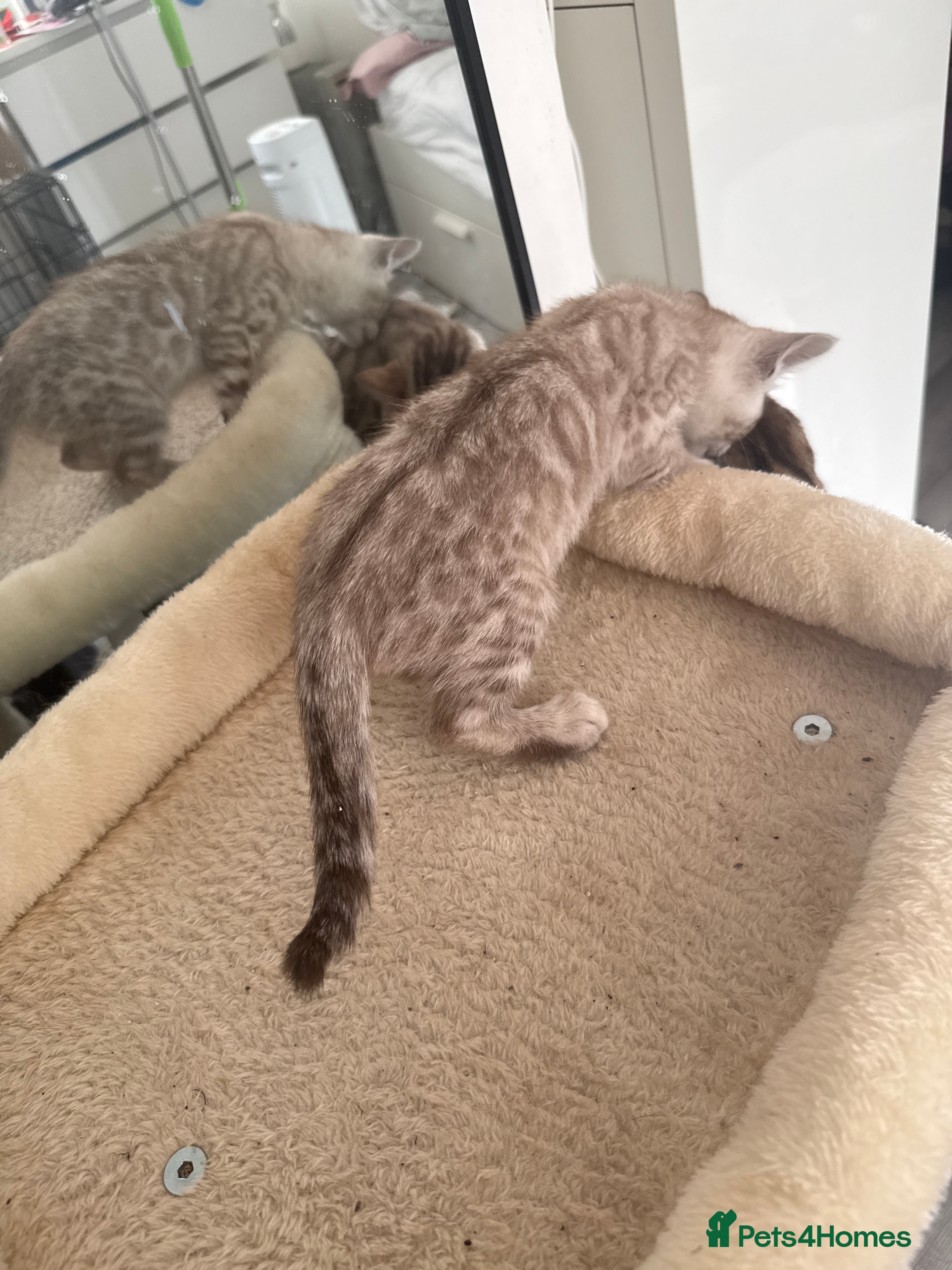 Bengal cats TICA Registered Gorgeous Bengals  - Advert 2