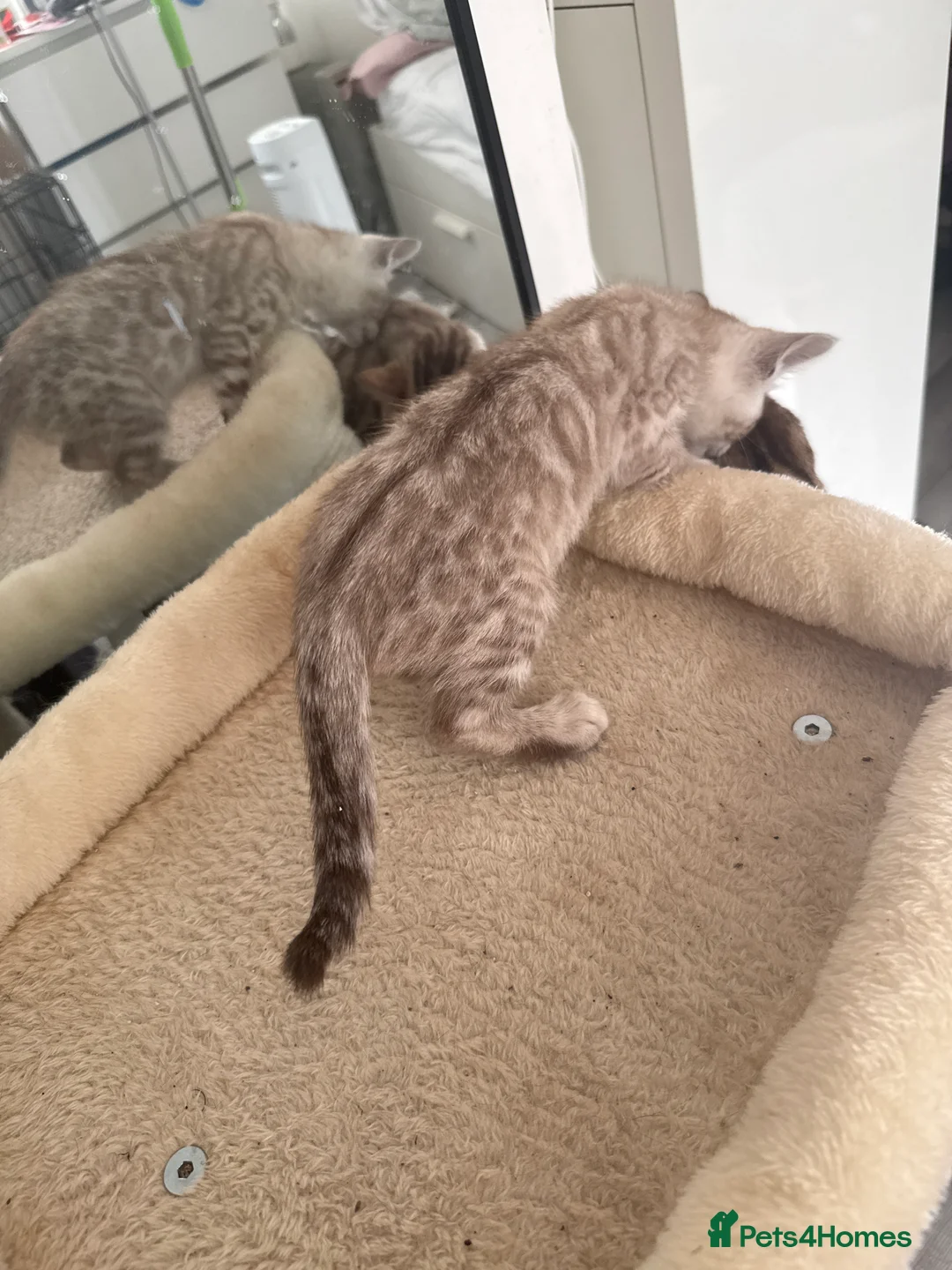 Bengal cats for sale: TICA Registered Gorgeous Bengals  - Advert 2