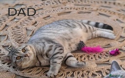 Scottish Fold cats for sale: Scottish Fold/Straight Kittens For Sale  - Image 23