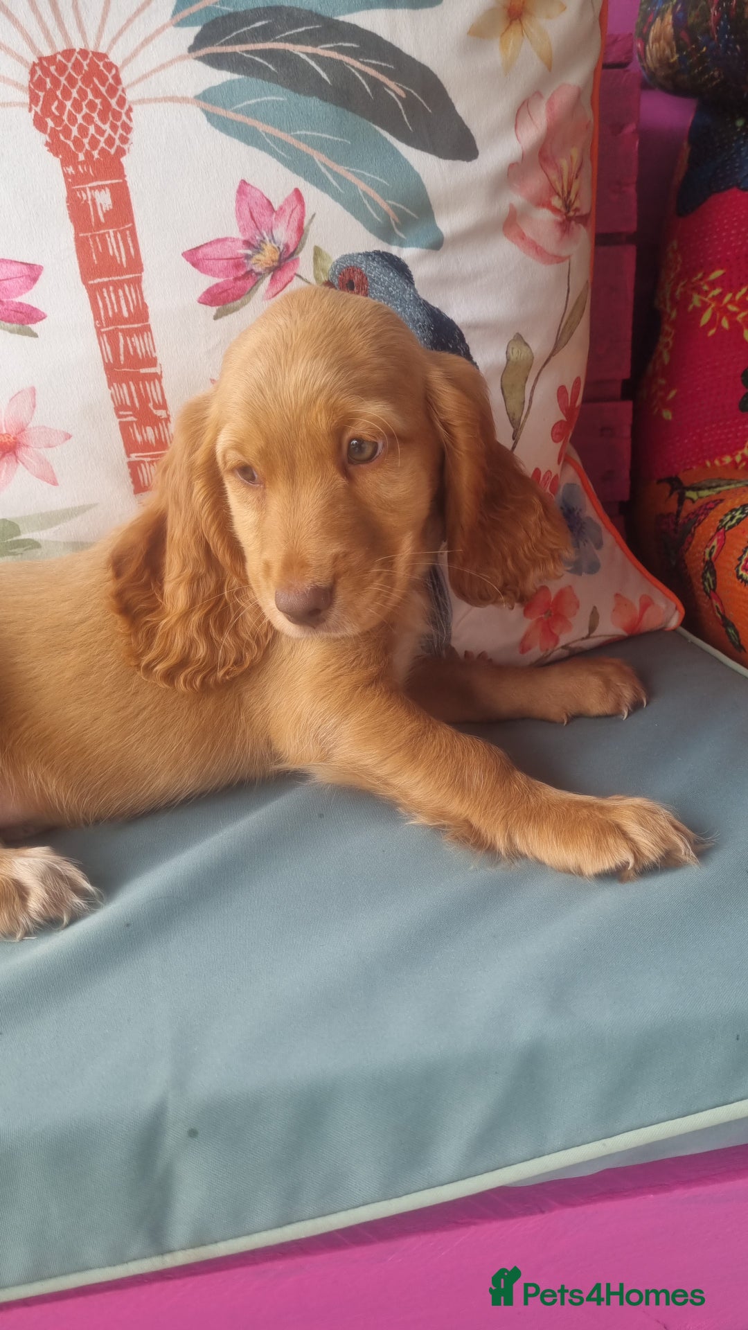 Cocker Spaniel dogs for sale: 🐶PRA FA HEALTH TESTED Show Cocker Spaniels Ready - Image 27