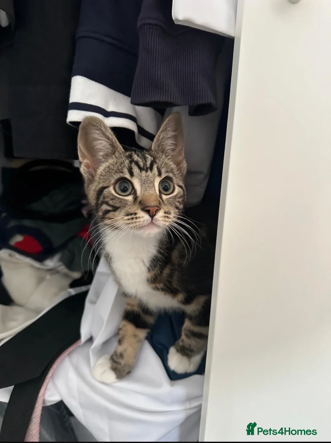 Mixed Breed cats for sale: Simba  - Advert 2