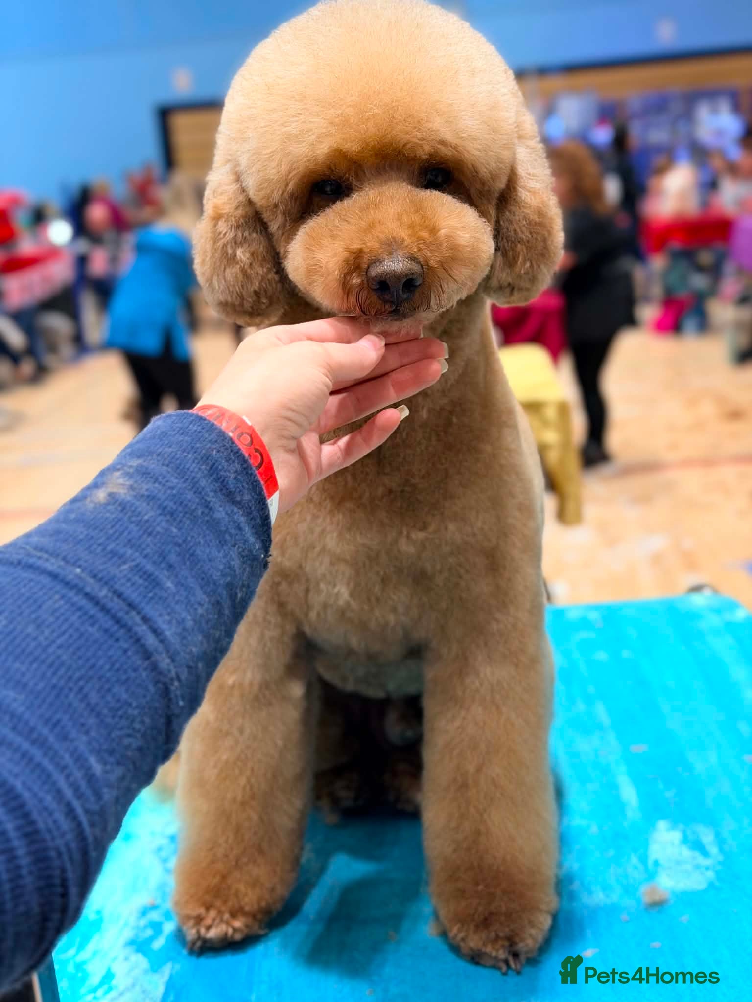 Miniature Poodle dogs Red Miniature Poodle Stud package Available  - Advert 15