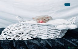 American Bully dogs for sale: Beautiful American Bully Pups  - Image 5