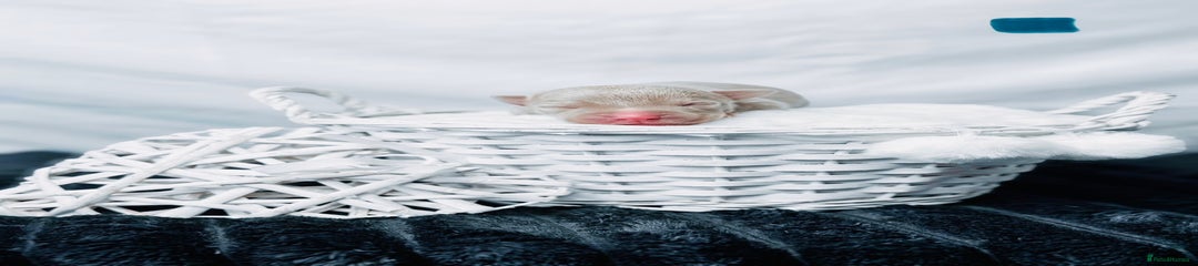 Lilac Champagne Male 1