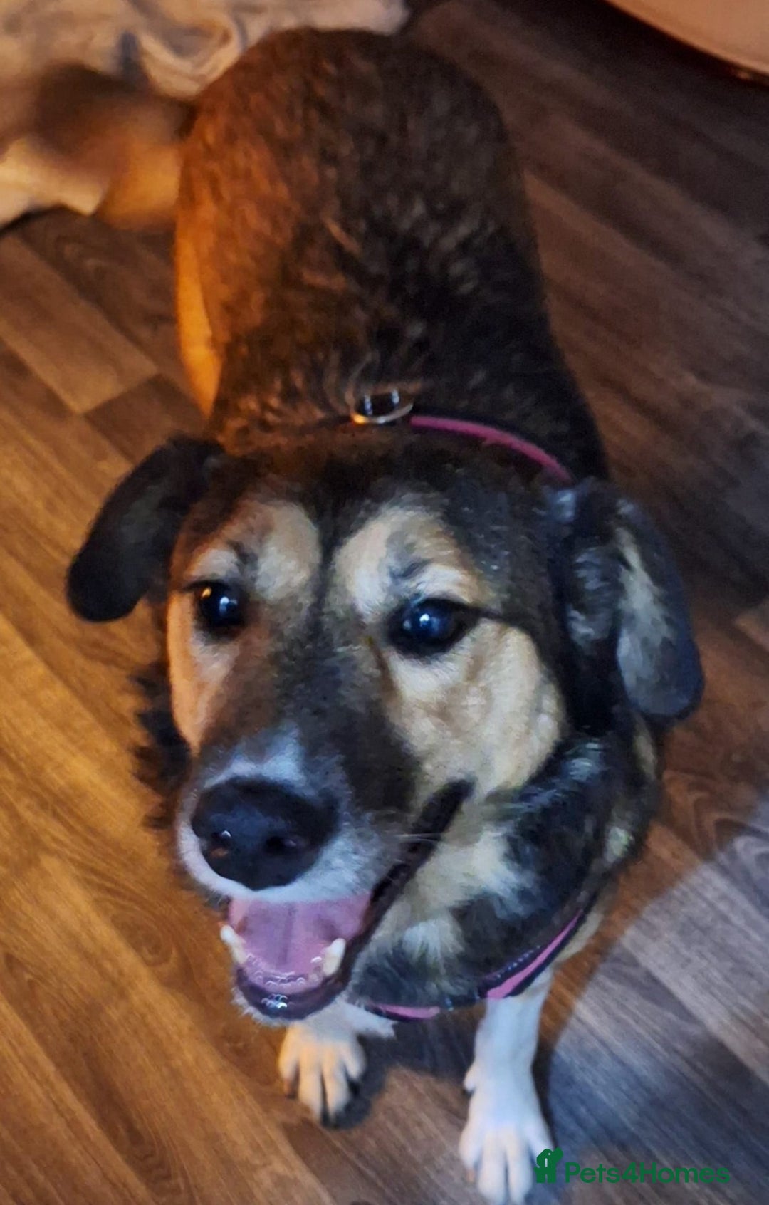 Mixed Breed dogs for adoption: Lovely Zoe - Advert 2