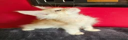 Maine Coon cats for sale: 2 stunning Mainecoon kittens  - Advert 7