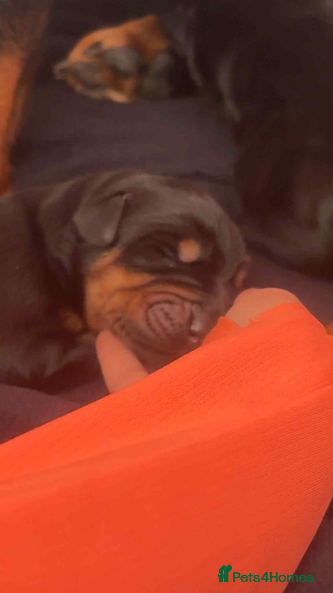 Dobermann dogs for sale: Rottaman - Image 4