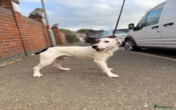 Jack Russell dogs for stud: Jack Russell stud  - Image 4