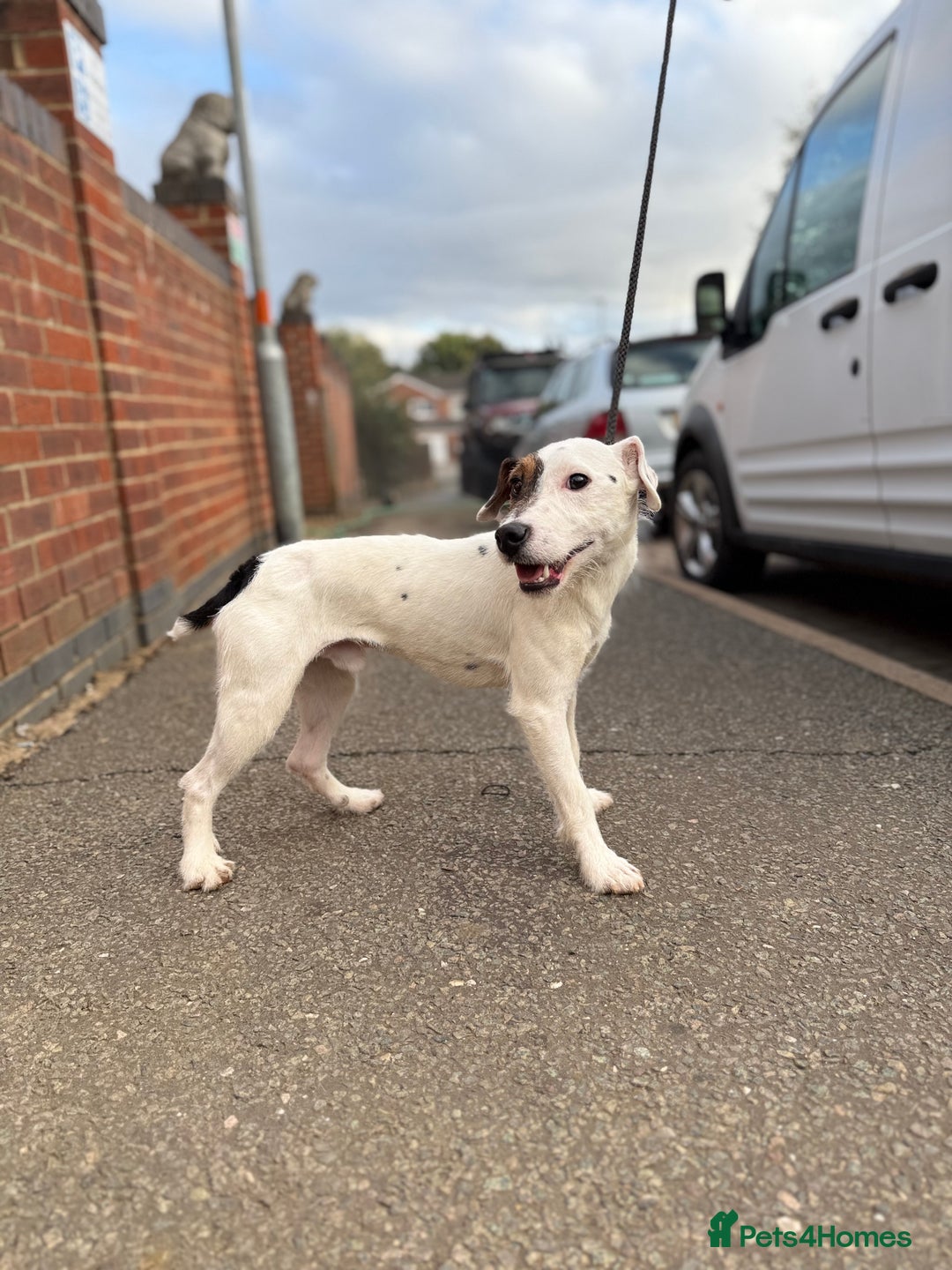 Jack Russell dogs for stud: Jack Russell stud  - Image 4