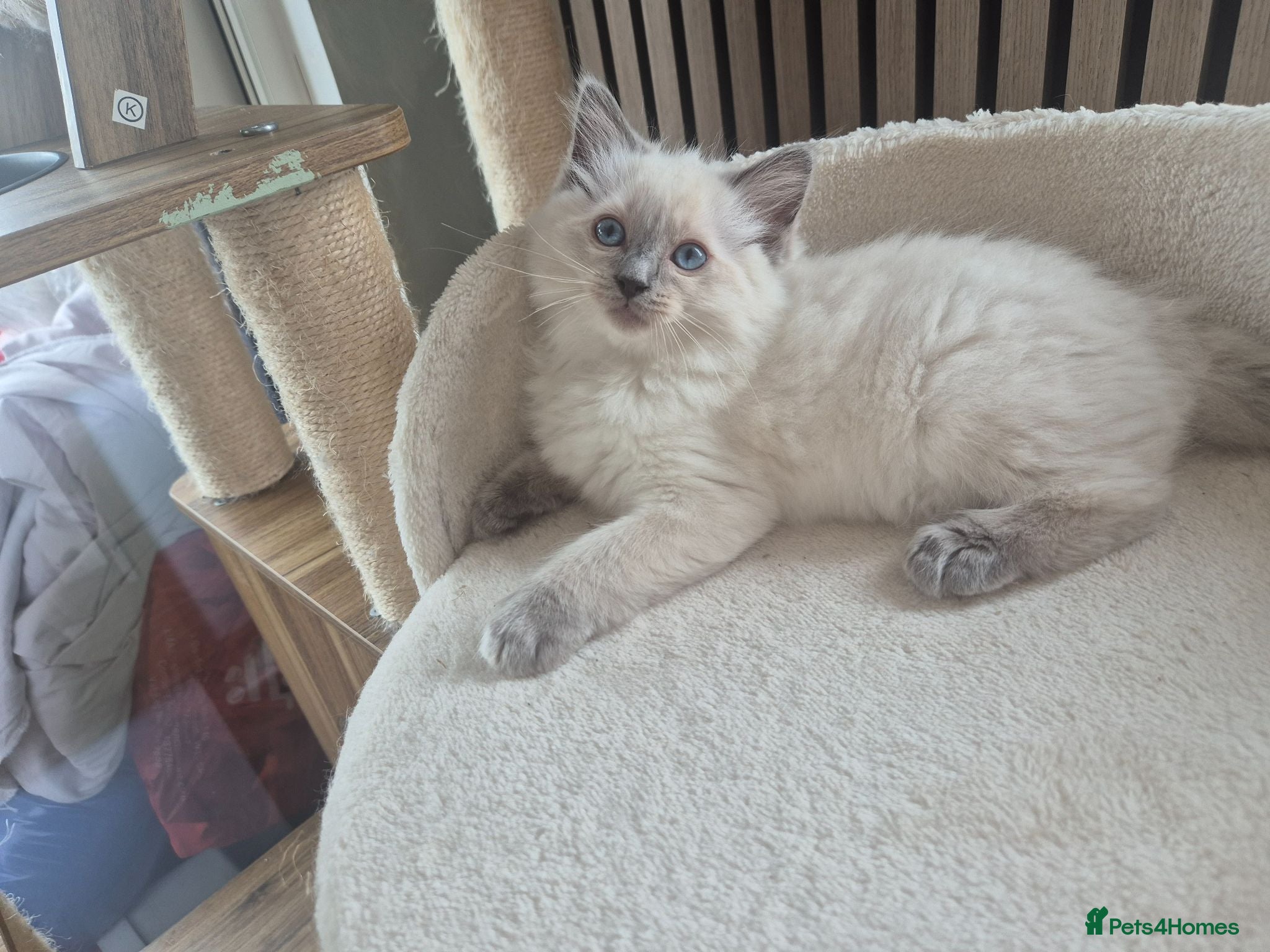Ragdoll cats Gorgeous ragdolls: gccf and tica registered - Advert 2