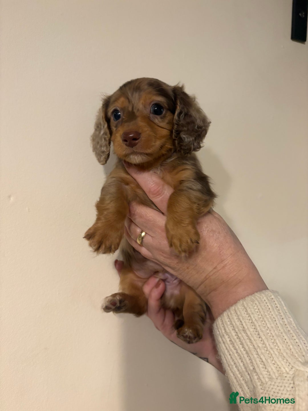 Dachshund dogs for sale: Miniature long haired dachshunds - Advert 3