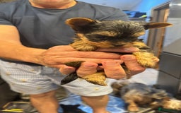 Yorkshire Terrier dogs for sale: Yorkshire terrier puppy  - Image 19