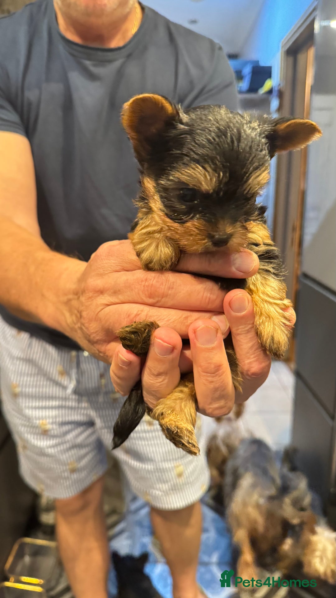 Yorkshire Terrier dogs for sale: Yorkshire terrier puppy  - Image 19