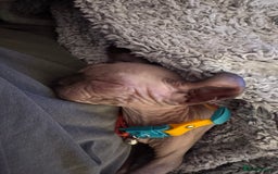 Sphynx cats for sale: Sphynx - Image 3
