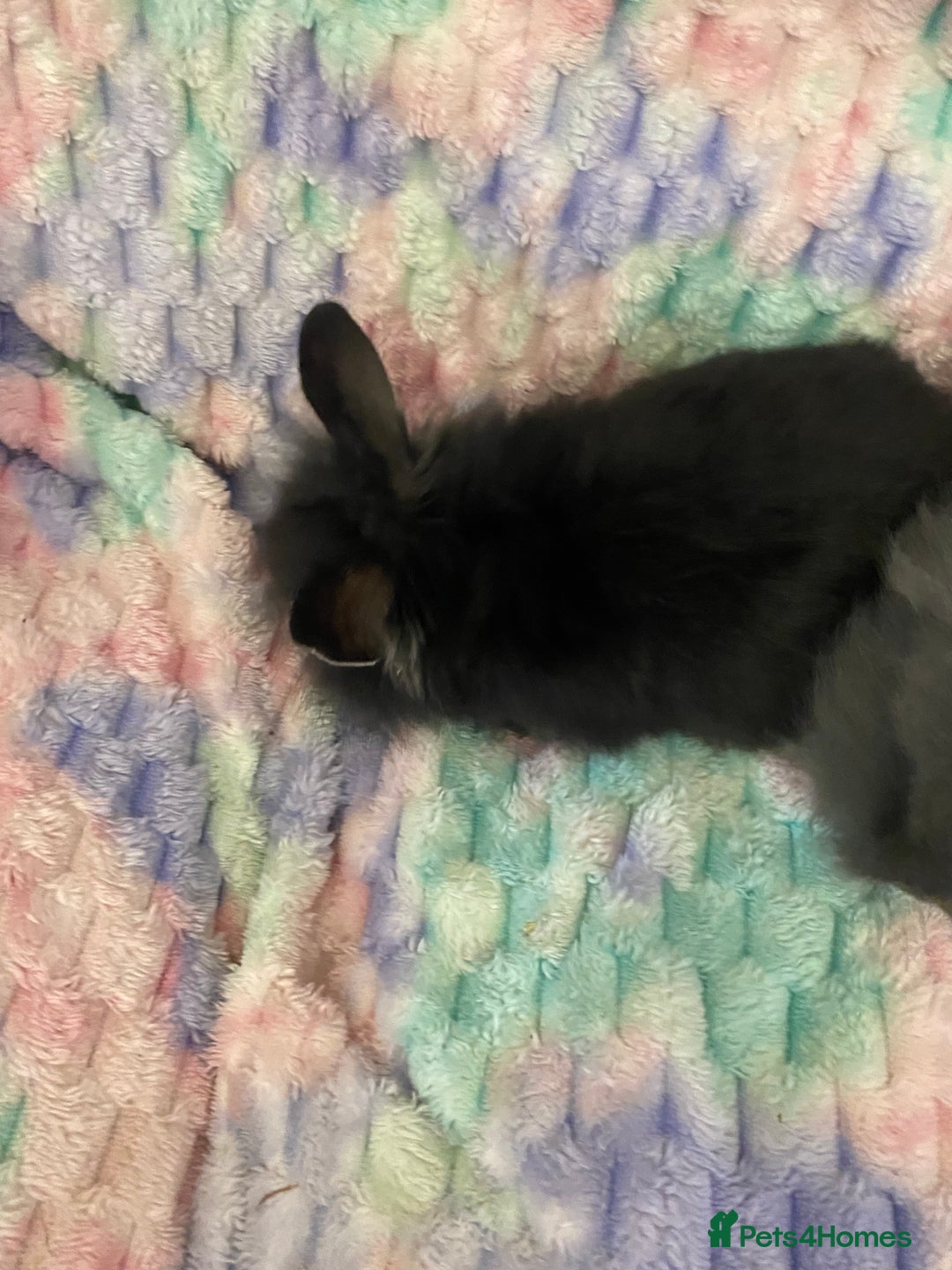 Lionhead rabbits for sale: Lionhead babies  - Advert 7