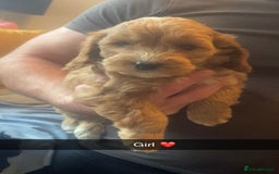 Cockapoo dogs for sale: Beautiful F1 cockapoo  - Advert 1