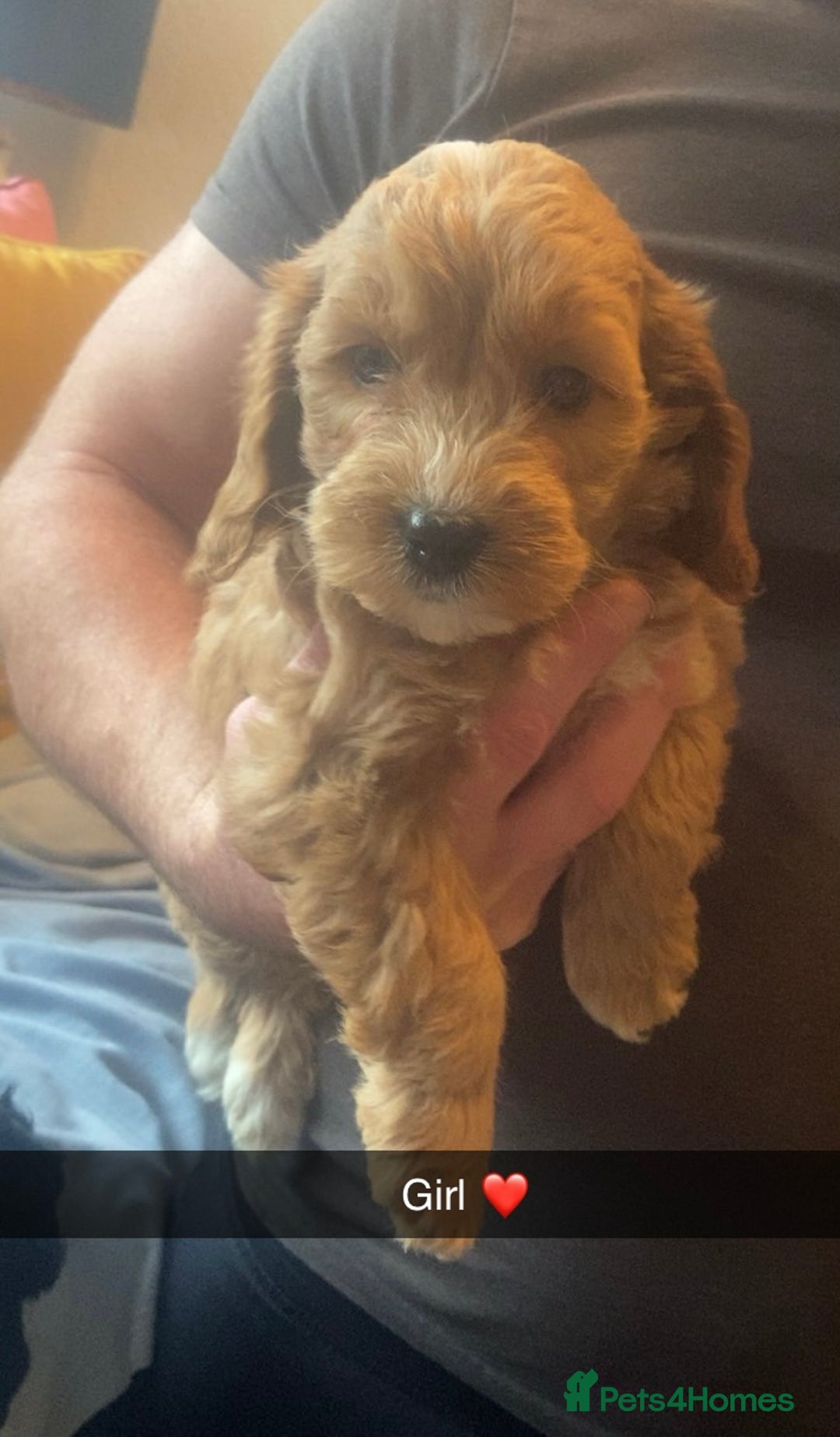 Cockapoo dogs for sale: Beautiful F1 cockapoo  - Advert 1
