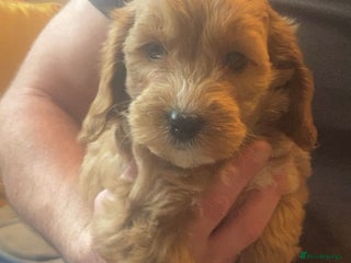 Cockapoo dogs for sale: Beautiful F1 cockapoo - Advert 1