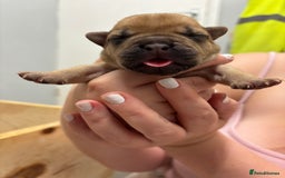 Mixed Breed dogs for sale: Dual pregnancy  - Image 2